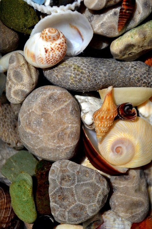 Picture of PETOSKEY STONES II 