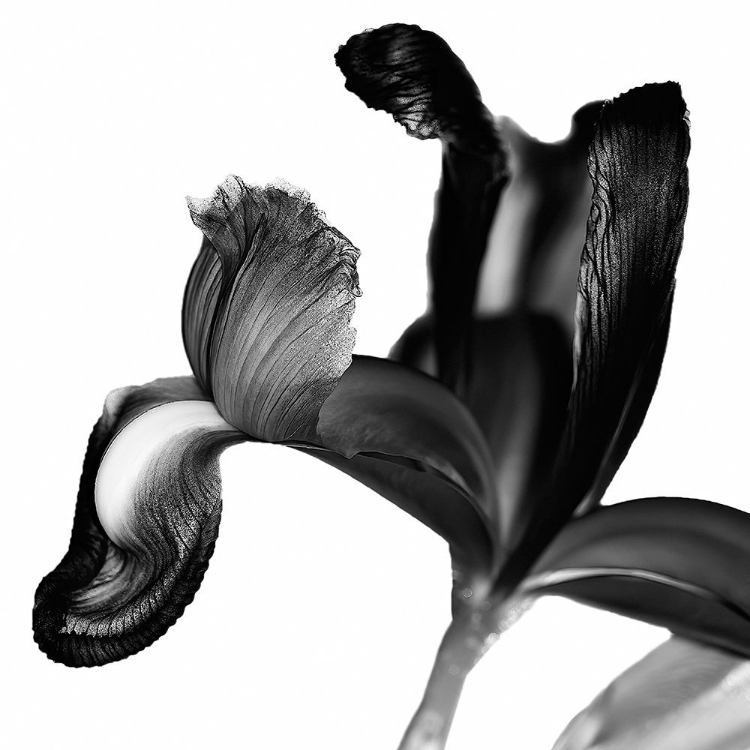 Picture of IRIS I BLACK ON WHITE