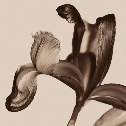 Picture of IRIS I SEPIA ON BEIGE
