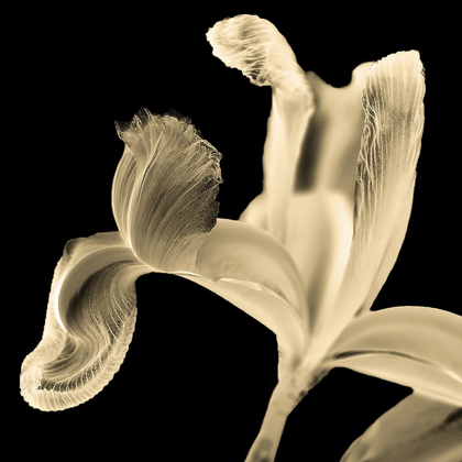Picture of IRIS II BUTTERCUP ON BLACK