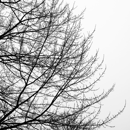 Picture of TREE SILHOUETTE II BLACK ON WHITE