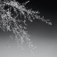 Picture of TREE SILHOUETTE I WHITE ON MEDIUM GRAY