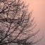 Picture of TREE SILHOUETTE II BLACK ON PINK