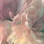 Picture of CHRYSANTHEMUM I