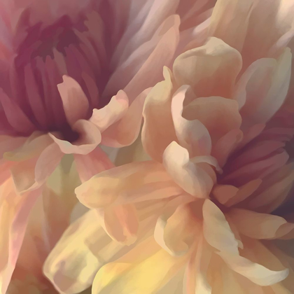 Picture of CHRYSANTHEMUM III