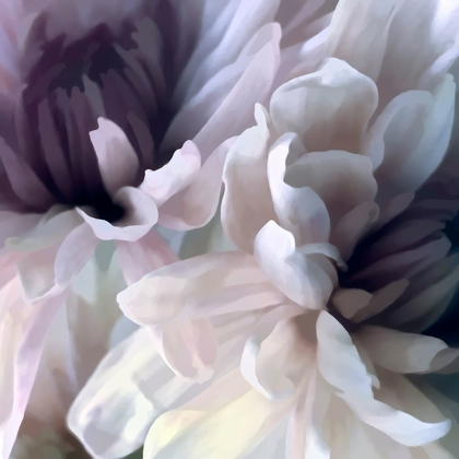 Picture of CHRYSANTHEMUM IX