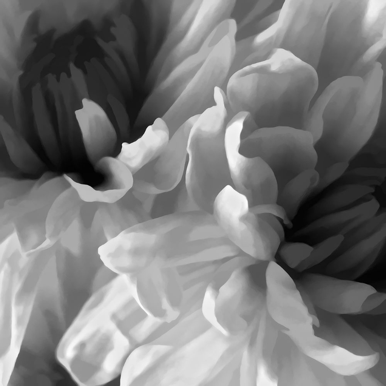 Picture of CHRYSANTHEMUM XVII