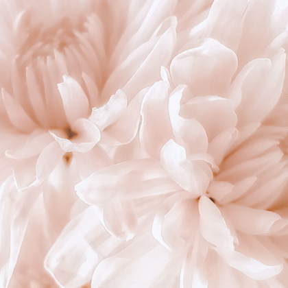 Picture of CHRYSANTHEMUM PALE SEPIA I