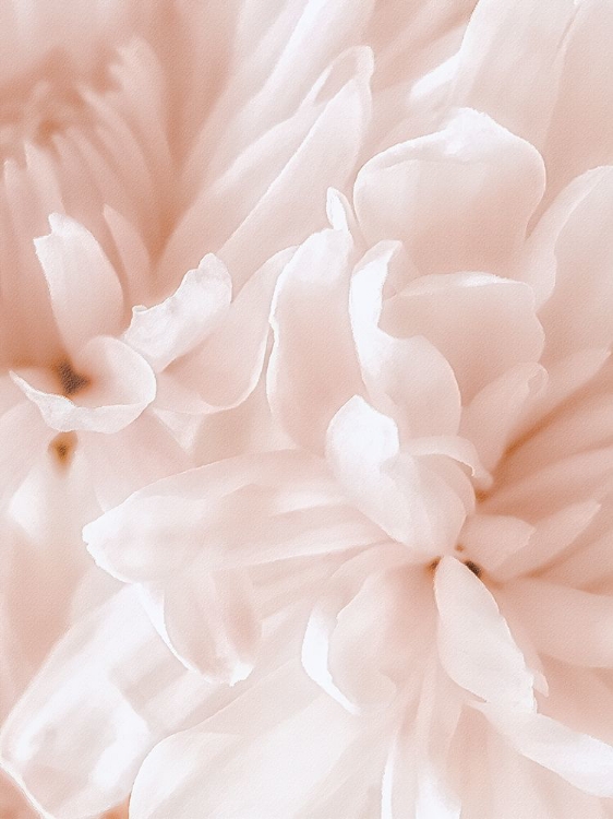 Picture of CHRYSANTHEMUM PALE SEPIA II