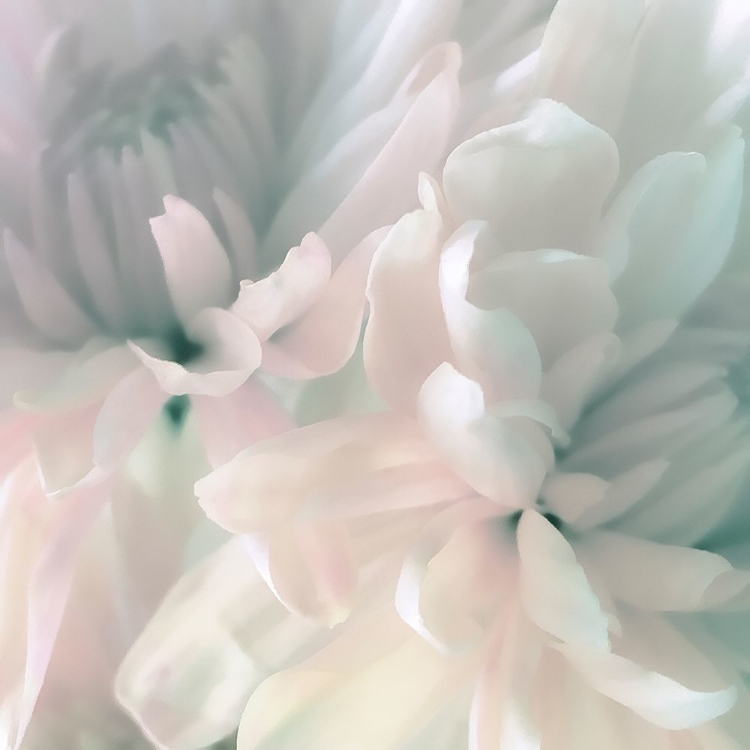 Picture of CHRYSANTHEMUM PINK AND CYAN I