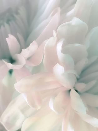 Picture of CHRYSANTHEMUM PINK AND CYAN II