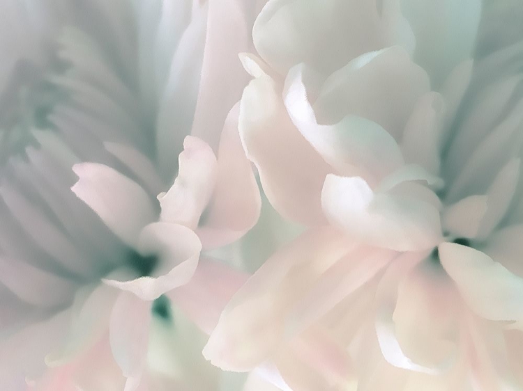 Picture of CHRYSANTHEMUM PINK AND CYAN III