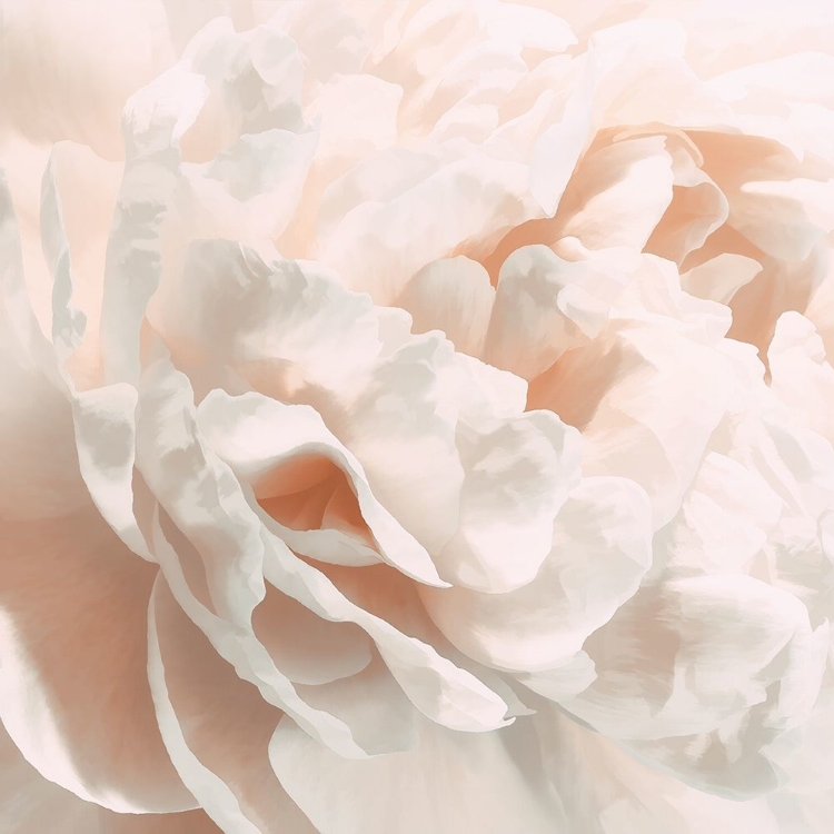 Picture of PEONY PALE SEPIA I