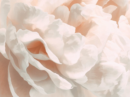 Picture of PEONY PALE SEPIA III