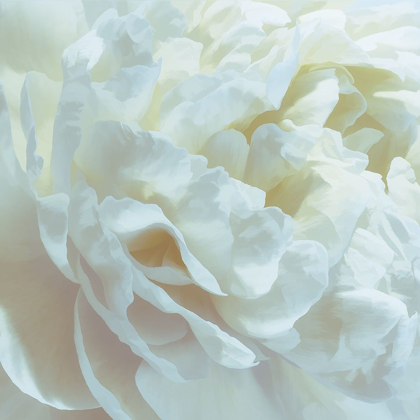 Picture of PEONY PALE YELLOW BLUSH I