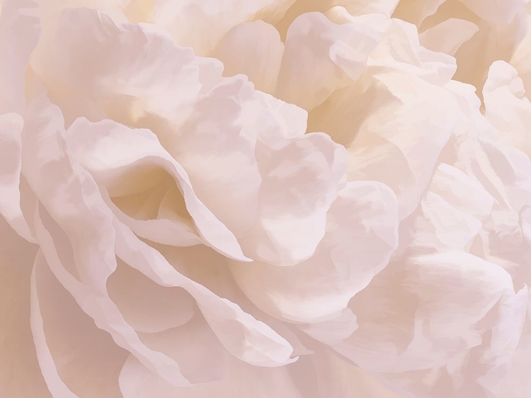 Picture of PEONY PEACHES AND CREAM III