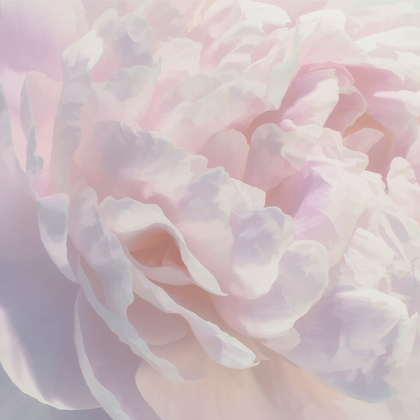 Picture of PEONY PINK BLUSH I