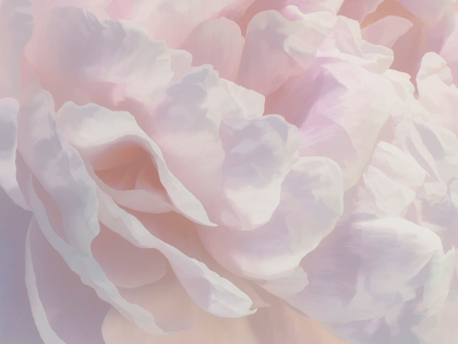 Picture of PEONY PINK BLUSH III
