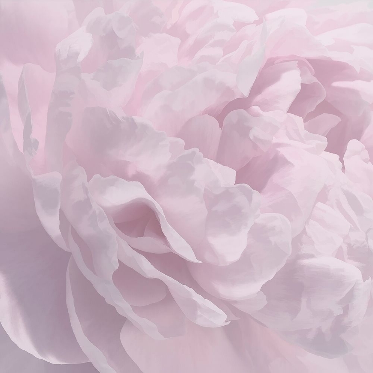 Picture of PEONY PINK I