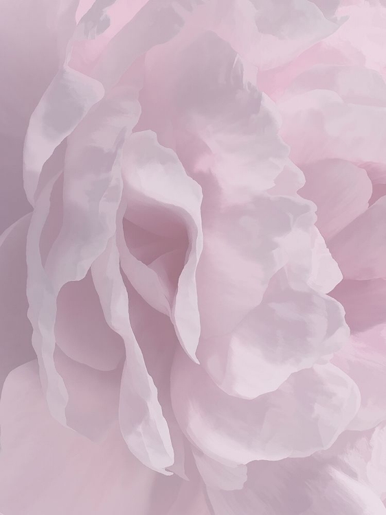 Picture of PEONY PINK II