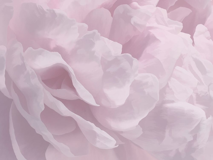 Picture of PEONY PINK III