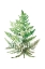 Picture of WILD GREENS I