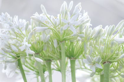 Picture of AFRICAN LILY I