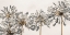 Picture of AFRICAN LILY II