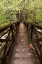 Picture of AUTUMNS BRIDGE