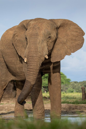 Picture of AFRICA-BOTSWANA-KASANE-BULL ELEPHANT DRINKING IN WATER HOLE AT SUNSET