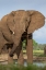Picture of AFRICA-BOTSWANA-KASANE-BULL ELEPHANT DRINKING IN WATER HOLE AT SUNSET