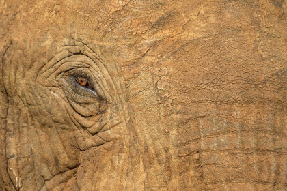 Picture of AFRICA-BOTSWANA-KASANE-CLOSE-UP OF BULL ELEPHANTS EYE AT SUNSET NEAR CHOBE RIVER