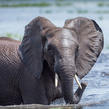 Picture of AFRICA-BOTSWANA-CHOBE NATIONAL PARK-ELEPHANT PLAYS AND SPLASHES WHILE COOLING OFF IN CHOBE RIVER