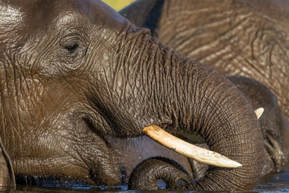 Picture of AFRICA-BOTSWANA-CHOBE NATIONAL PARK-CLOSE-UP PORTRAIT OF ELEPHANT DRINKING FROM TRUNK WHILE SWIMMING