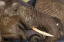 Picture of AFRICA-BOTSWANA-CHOBE NATIONAL PARK-CLOSE-UP PORTRAIT OF ELEPHANT DRINKING FROM TRUNK WHILE SWIMMING
