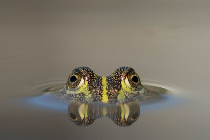 Picture of AFRICA-BOTSWANA-NXAI PAN NATIONAL PARK-YOUNG AFRICAN BULLFROG LIES NEARLY SUBMERGED IN SHALLOW POOL