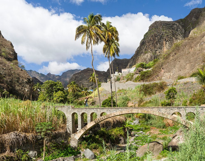 Picture of HARVESTING SUGARCANE VALLEY RIBEIRA DO PAUL ON THE ISLAND SANTO ANTAO-CAPE VERDE