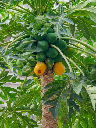 Picture of PAPAYA IN VALLEY RIBEIRA DA TORRE ON THE ISLAND SANTO ANTAO-CAPE VERDE