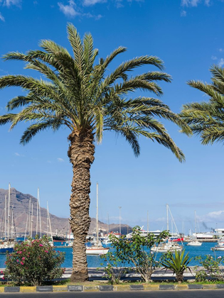 Picture of VIEW OF MARINA AND PORTO GRANDE CITY MINDELO-A SEAPORT ON THE ISLAND SAO VICENTE-CAPE VERDE AFRICA