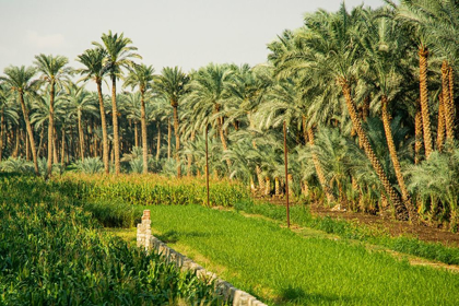Picture of NILE RIVER EXPEDITION-LOWER EGYPT-GIZA STREETSCENE OF FARM WITH DATE PALMS