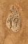 Picture of AFRICA-EGYPT-ABU SIMBELSMALL PORTION OF INTACT HIEROGLYPHS ON THE TEMPLE OF KOM OMBO