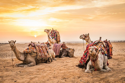 Picture of AFRICA-EGYPT-CAIRO GIZA PLATEAU CAMELS AT THE GREAT PYRAMIDS OF GIZA