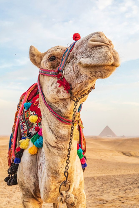 Picture of AFRICA-EGYPT-CAIRO GIZA PLATEAU CAMEL NEAR THE GREAT GIZA PYRAMIDS