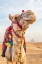 Picture of AFRICA-EGYPT-CAIRO GIZA PLATEAU CAMEL NEAR THE GREAT GIZA PYRAMIDS