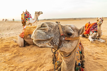 Picture of AFRICA-EGYPT-CAIRO GIZA PLATEAU CAMELS NEAR THE PYRAMIDS AT GIZA