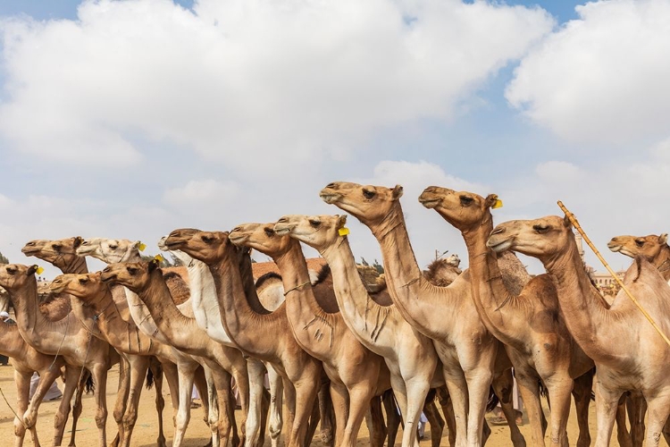 Picture of AFRICA-EGYPT-CAIRO-BIRQASH OCTOBER 5-2018 CAMELS AT THE SOUQ AL-GAMAAL WEEKLY CAMEL MARKET