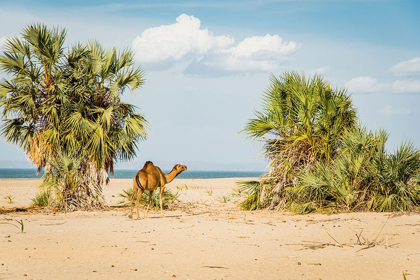 Picture of EAST AFRICA-KENYA LAKE TURKANA BASIN-LOBOLO CAMP-BEACH SCENE WITH CAMELS