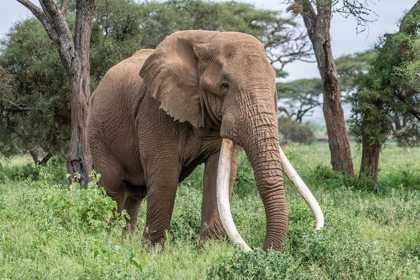 Picture of AFRICA-KENYA-AMBOSELI NATIONAL PARK CLOSE-UP OF ELEPHANT 