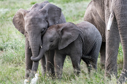 Picture of AFRICA-KENYA-AMBOSELI NATIONAL PARK CLOSE-UP OF JUVENILE ELEPHANT 