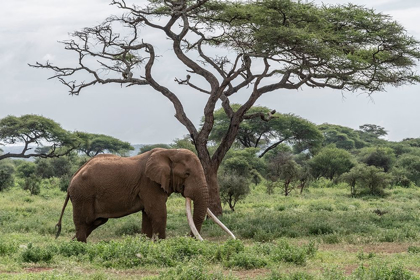 Picture of AFRICA-KENYA-AMBOSELI NATIONAL PARK ELEPHANT AND ACACIA TREE 